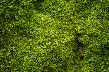 Green moss in nature