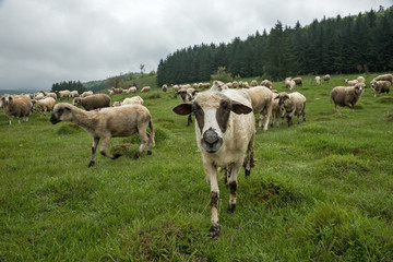 Fototapeta premium Sheep grazing on a meadow