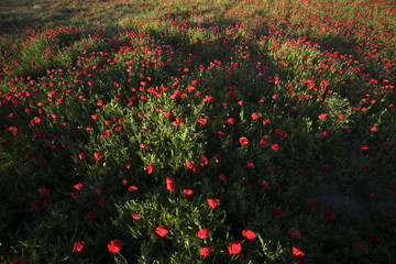 Meadow plenty of poppies, province of Seville, Andalusia, Spain