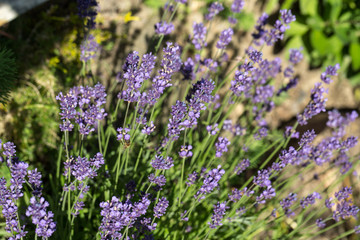Gardens with the flourishing lavender
