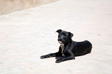 Black labrador sunbathing, Spain