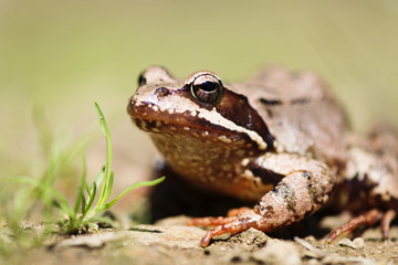 macro shot of a frog in its natural habitat