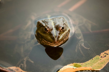close-up portrait of a frog and insects in bog