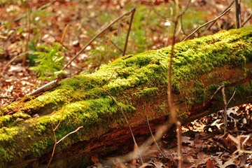 Green moss on a log