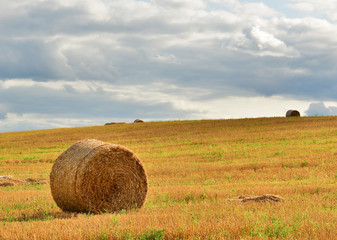 Hay