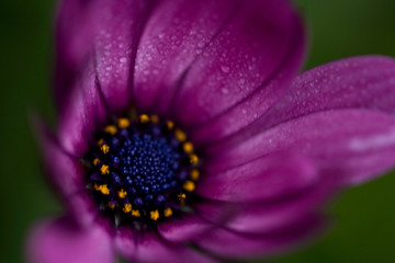 purple African daisy wildflower, abstract close up still life, artistic selective focus,...