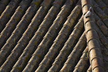 Dove on the top of a clay tile roof, Seville, Spain