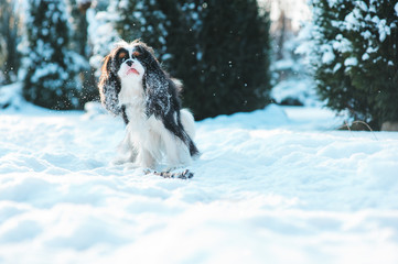 funny cavalier king charles spaniel dog covered with snow playing on the walk in winter garden. Dogs having fun outdoor.