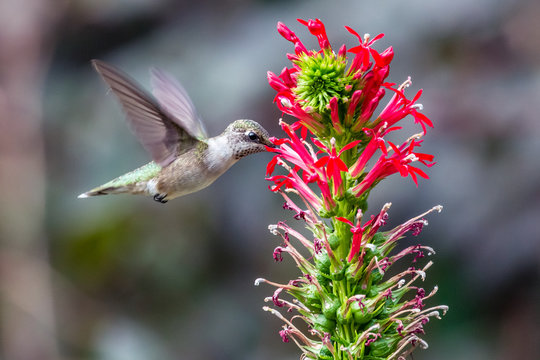 Hummingbird Feeds On A Cardinal Flower