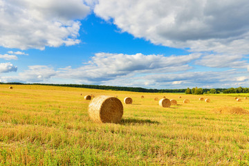 Hay