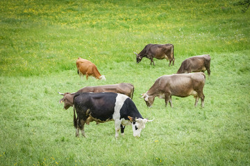 Grasende Kühe auf einer Bergwiese im Frühjahr