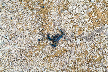 Roadkill of dead scorpion on the ground