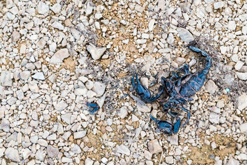 Roadkill of dead scorpion on the ground
