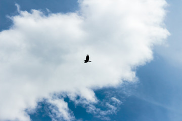 Blue sky background with clouds. Blue hues and outdoor.