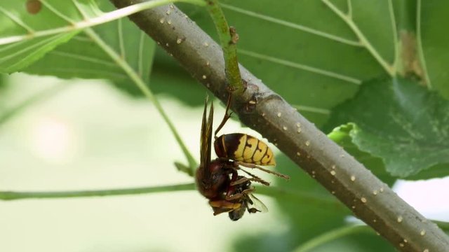 European Hornet (Vespa crabro) predating a Western or European Honey Bee (Apis mellifera)