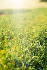 Green leafs in the park