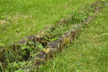 Green leafs in the park