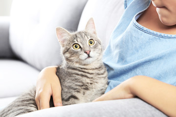 Beautiful grey cat on female hands on sofa