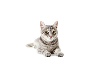 Beautiful grey cat isolated on a white