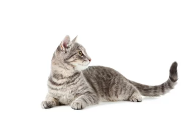 Fototapete Katze Schöne graue Katze getrennt auf einem Weiß