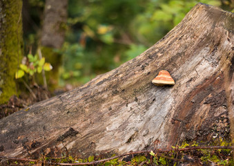  Fomes fomentarius mushrooms