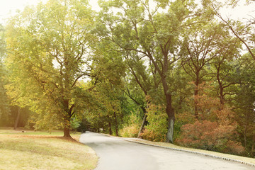Beautiful green forest trees
