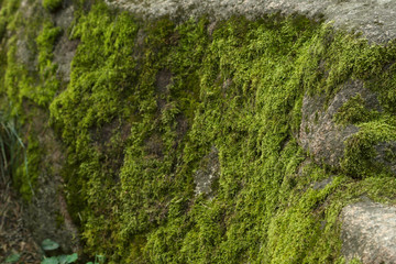 Green moss on stone in the forest