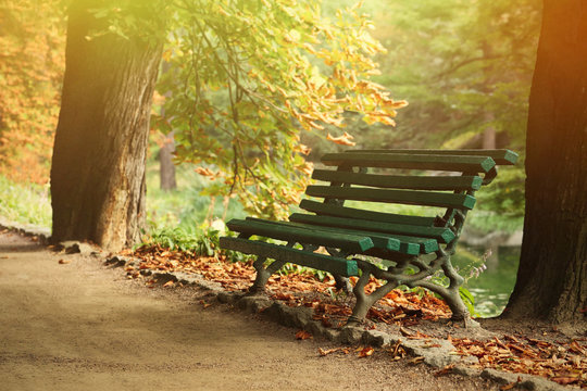 Wooden bench in the forest