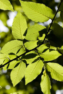 Backlit leaves of elm tree, Andalusia, Spain