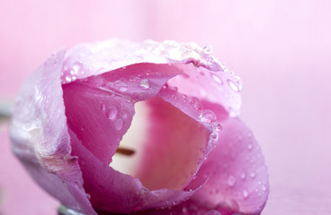 Pink Tulip Macro