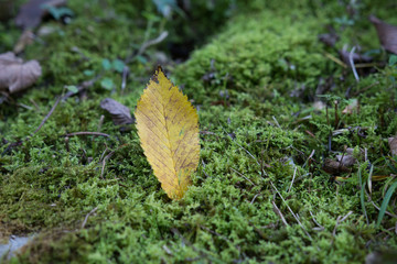 Natur als Hintergrund 