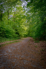 der Waldweg