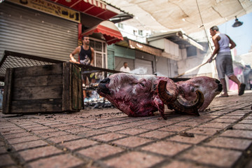 Sacrifice. Eid al Adha celebration on the streets of Rabat.