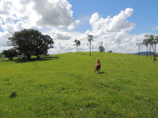 Cavaleiro Solitário