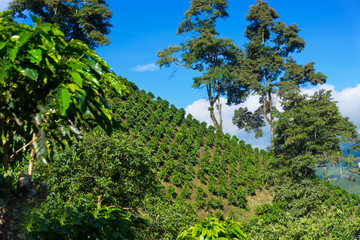 Coffee Covered Hills