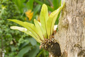 Asplenium nidus is fern plant growing on the trees eyes.