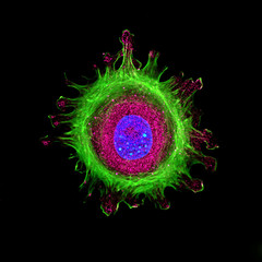 Immunofluorescence of single human cell stained grown in tissue culture, stained with multiple antibodies and visualized via confocal microscopy - 122984354