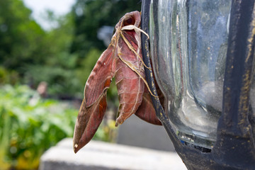 Oleander Hawk Moth (Daphnis nerii), on a lamp