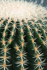golden barrel cactus close-up