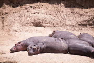 We are sunbathing hippos in the Mara River in Kenya, Africa