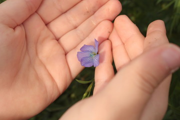the child holds in his hands a small purple flower