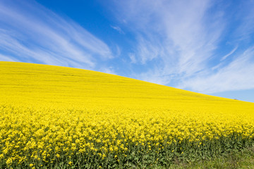 Fototapeta premium Rapeseed fields along the road to Franschhoek, South Africa