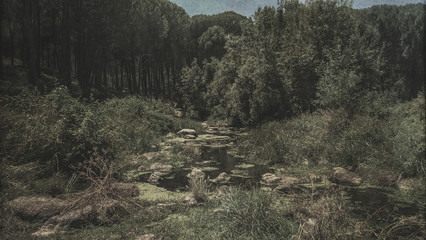 autumn forest river panorama