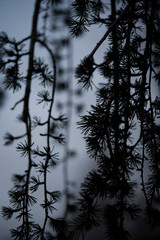 weeping Japanese larch pine tree at dusk, abstract close up still life, artistic selective focus, intentional shallow depth of field