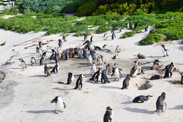 African penguin from Simon's town conservancy area, South Africa