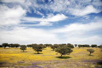 Meadow with holm oaks, Alentejo region, southeastern Portugal - obrazy, fototapety, plakaty