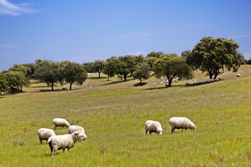 Flock of sheep, Alentejo region, southeastern Portugal - obrazy, fototapety, plakaty