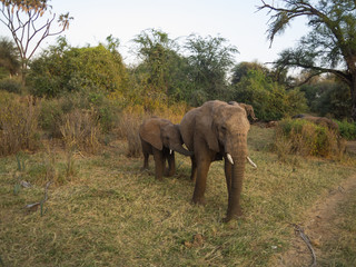 Fototapeta na wymiar elephants in Samburu National Park, Kenya Africa
