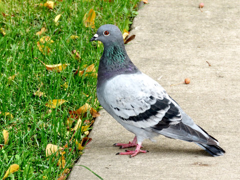 Toronto pigeon 2016
