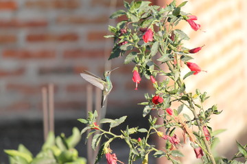 Colibrí en flor © Gabriel